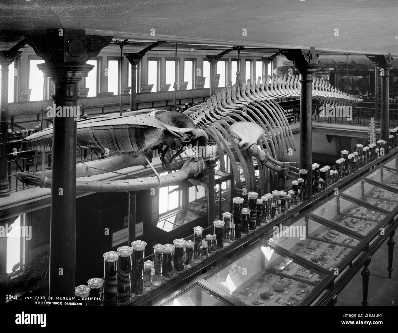 Interior of Museum, Dunedin, Burton Brothers studio, photography studio