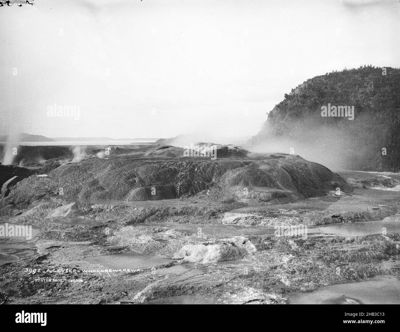 A geyser, Whakarewarewa, Burton Brothers studio, photography studio