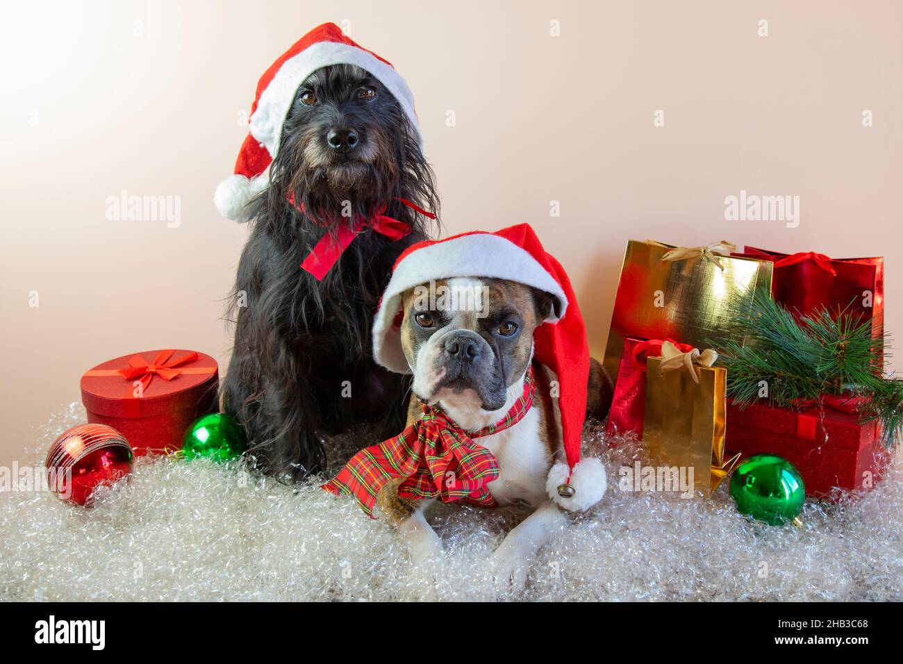 Two dogs  Boston Terrier e Little Schnauzer in Santa Claus hats sit next to gifts, balls ,artificial snow. Merry Christmas greetings from the dogs Stock Photo