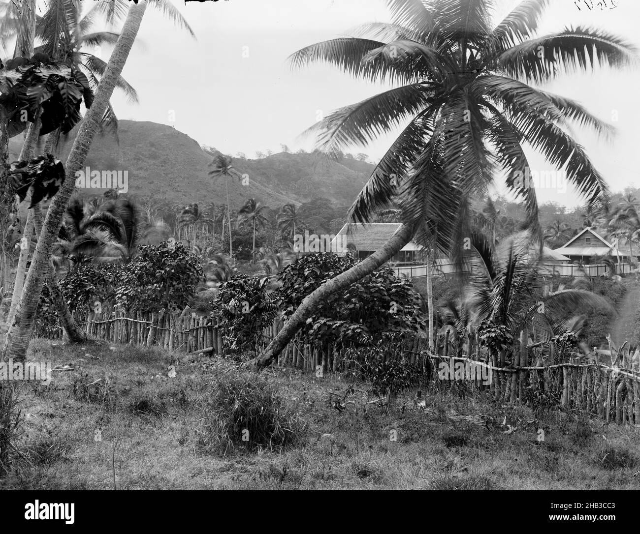 [Mango [Mago], Fiji], Burton Brothers studio, photography studio, 24 July 1884, Dunedin, black-and-white photography, Part of two plate panorama. Hillside view looking down. Two coconut trees in foreground, wooden fence with tropical vegetation behind runs centre left to right. Two colonial buildings with verandahs (partially obscured by trees) behind. High mountains in the background Stock Photo