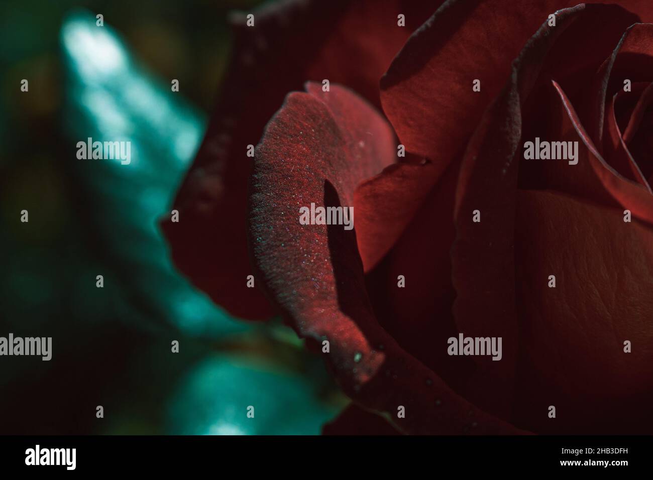 Closeup of a beautiful red rose in a garden under the lights with a ...
