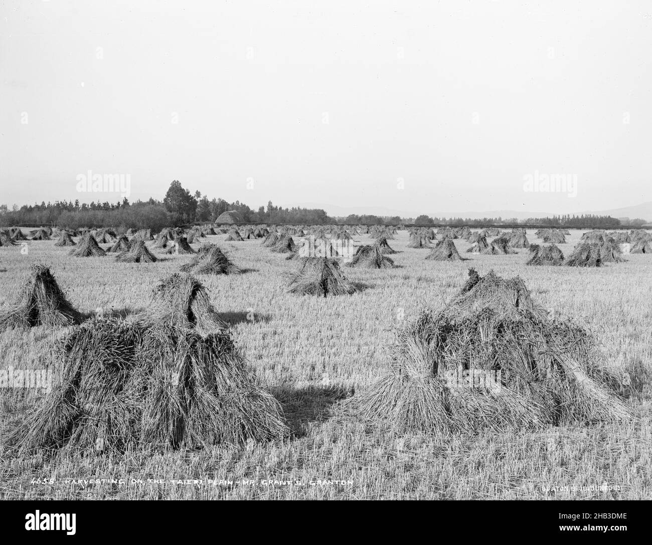 Harvesting on the Taieri Plain, Mr Grant's, Granton, Burton Brothers studio, photography studio, New Zealand, black-and-white photography Stock Photo