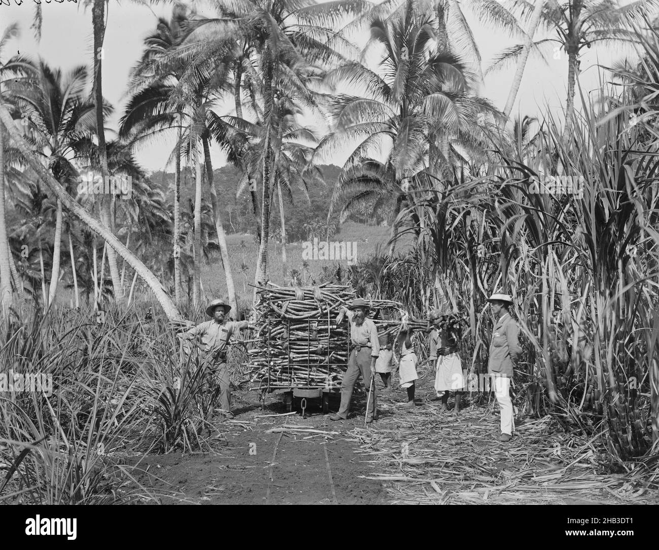 [Fijian Sugar Field, Mango [Mago], Loading The Cane], Burton Brothers studio, photography studio, 1884, Dunedin, gelatin dry plate process, Sugar field to right, railway line runs down centre from top to bottom. Three European men stand in front of rolling stock with pile of sugar cane on top. Three other people are carrying cane to rolling stock. Tall coconut trees in near background with high mountain behind Stock Photo