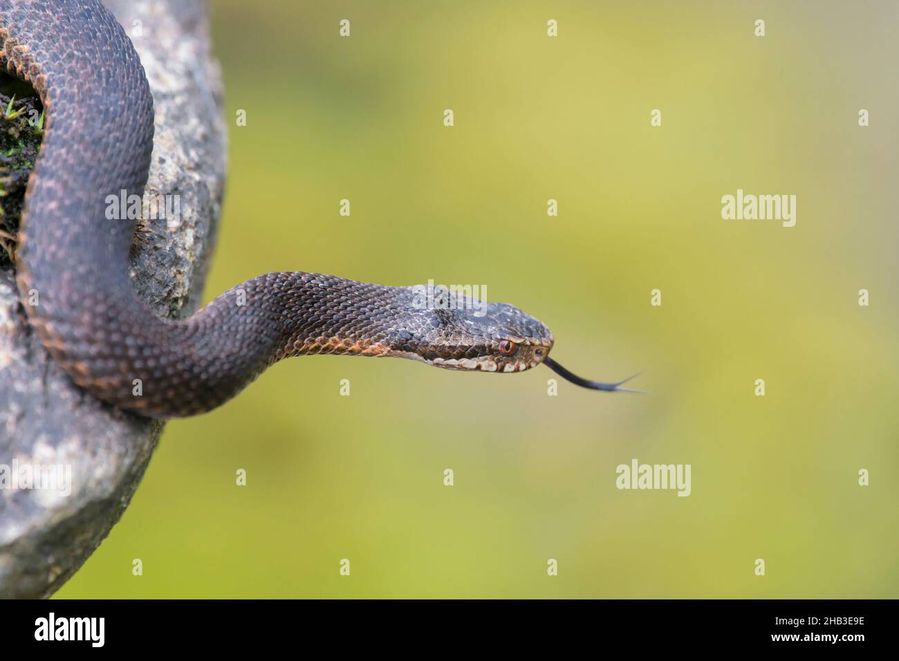 Dunkle Kreuzotter, Vipera berus, Common European adder black form Stock Photo