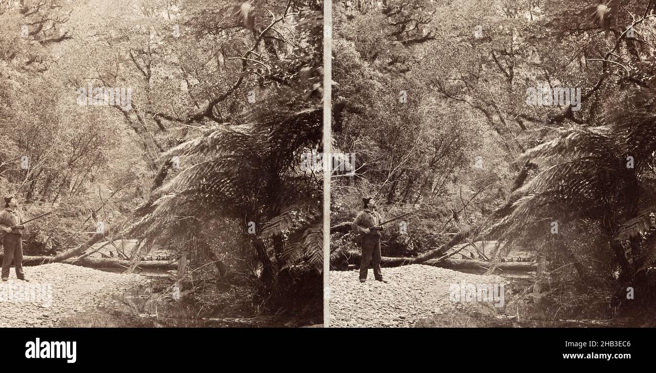 Milford: Bush Scene under Sheerdown, Sutherland with gun, Burton Brothers studio, photography studio, 1888, Dunedin, black-and-white photography, Stereoscopic image - view of a man looking into the tree branches, he is holding a rifle in his hands Stock Photo