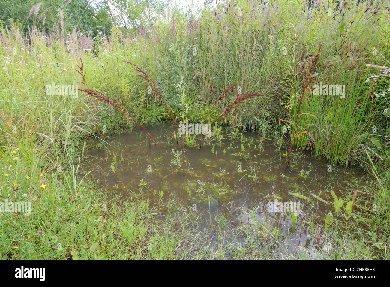 Gelbbauchunke Lebensraum, Bombina variegata, Yellow-bellied Toad natural habitat Stock Photo