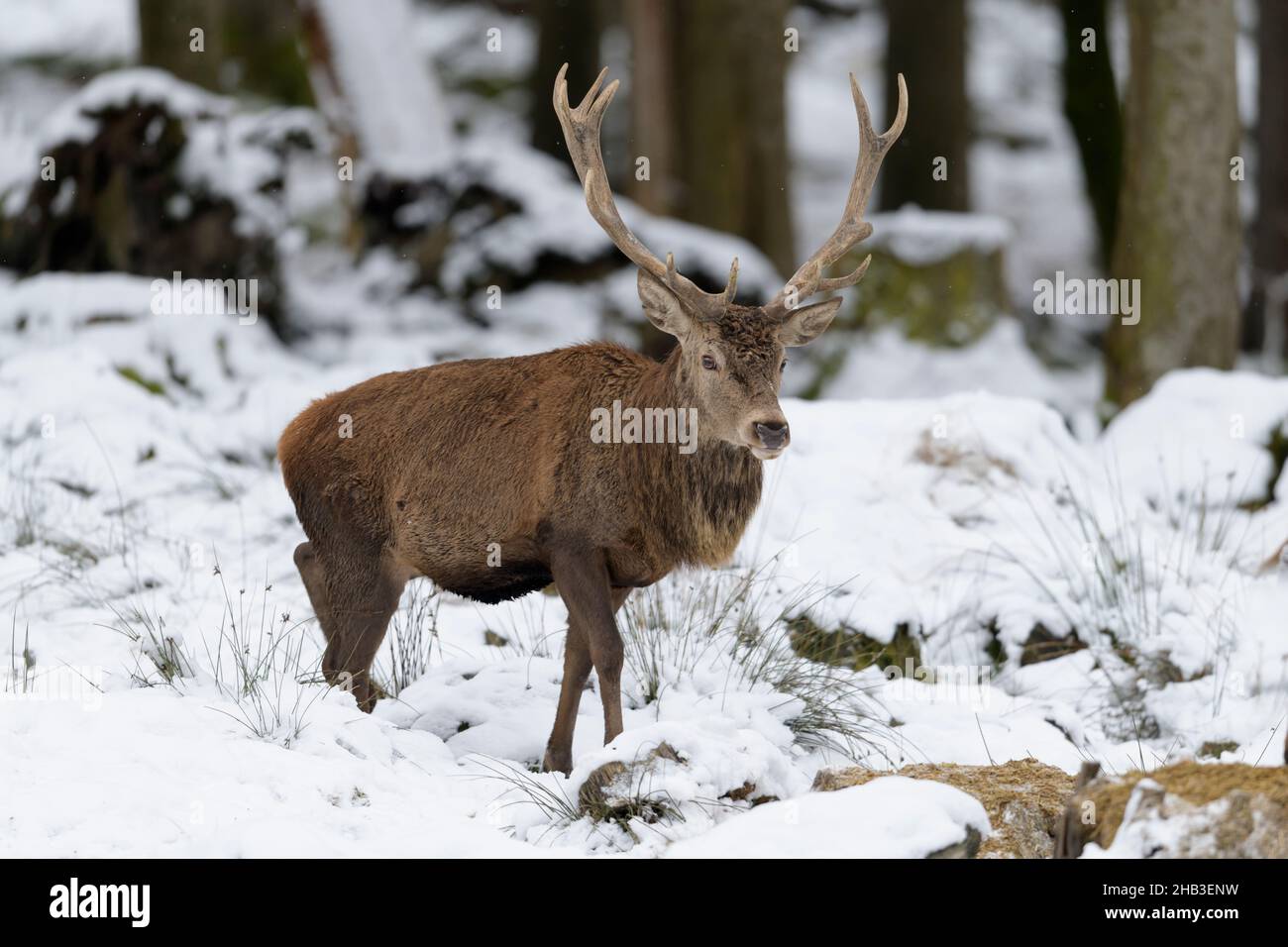 Rothirsch, Cervus elaphus, Red deer in Snow Stock Photo