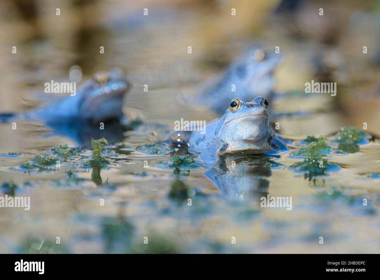 Maennlicher Moorfrosch, Rana arvalis, Male Moor Frogs Group Stock Photo
