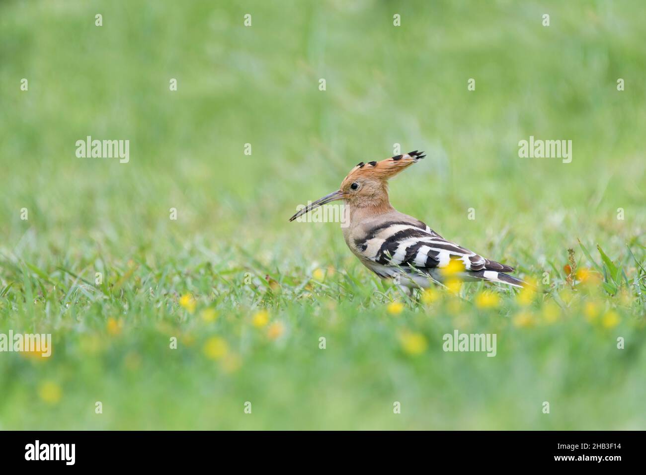 Wiedehopf, Upupa epops, Hoopoe Stock Photo