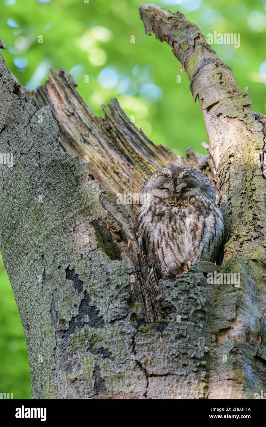 Waldkauz, Strix aluco, Tawny owl in Tree hole Stock Photo