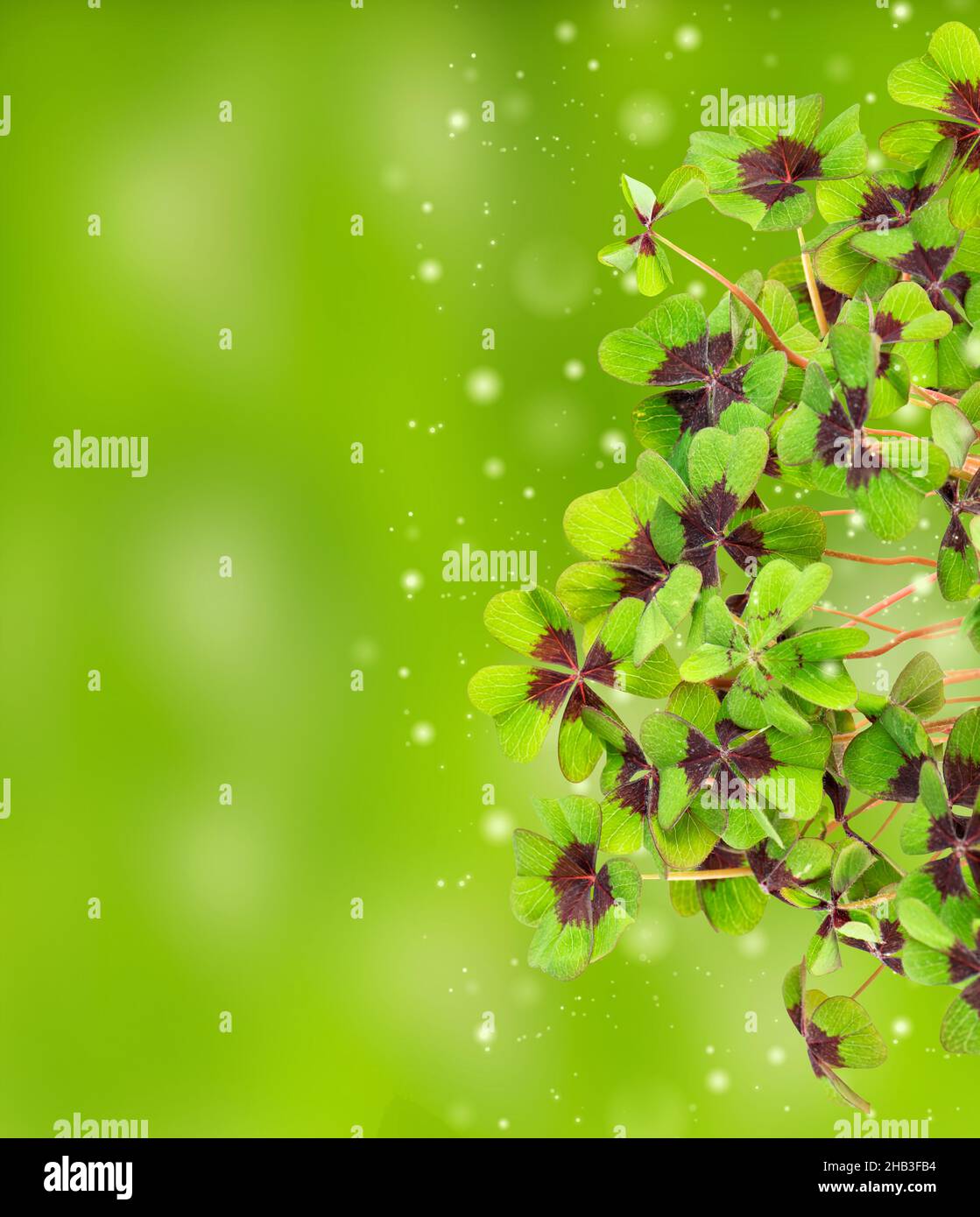 Fresh green four leaved clover on blurred background Stock Photo