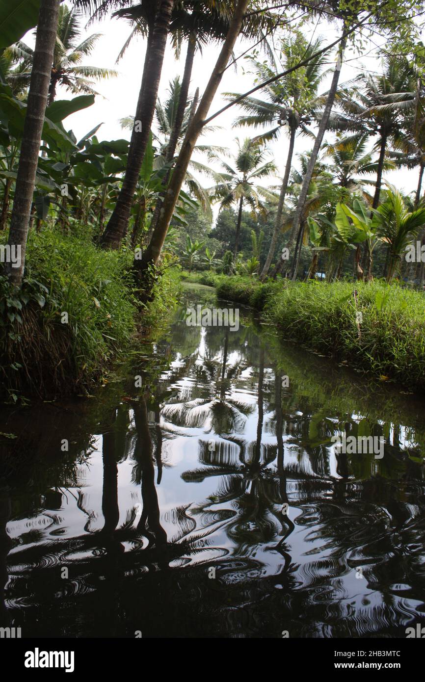 Beatiful scenary in tropical  monsoon wetlands near Kochi , Kerala, India Stock Photo