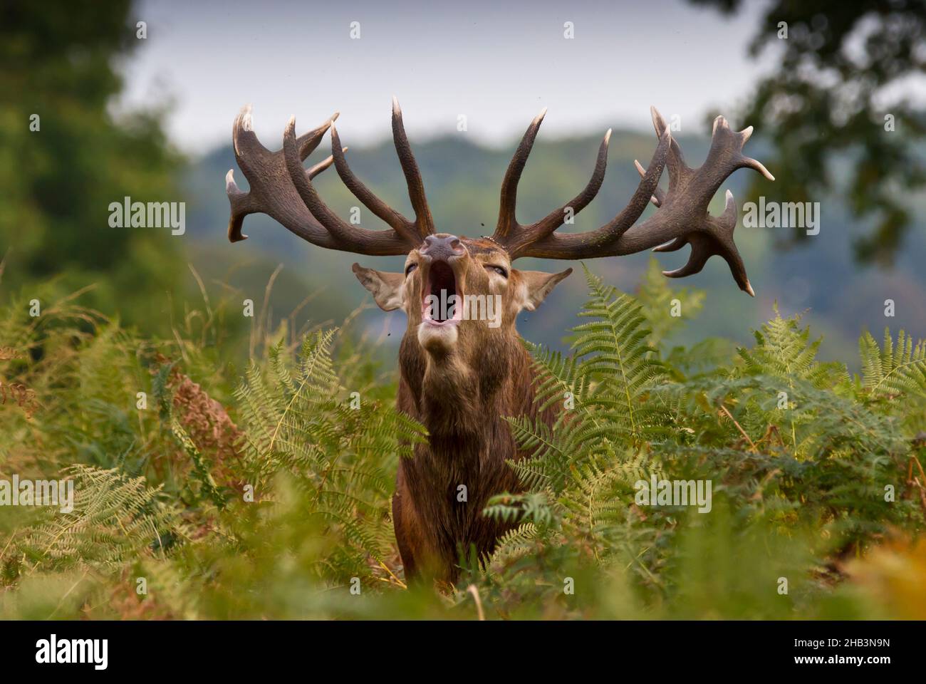 Red deer stag (cervus elaphus) bellowing, roaring in bracken during rut, 22 points to his antlers, big old boy! Richmond park, Stock Photo