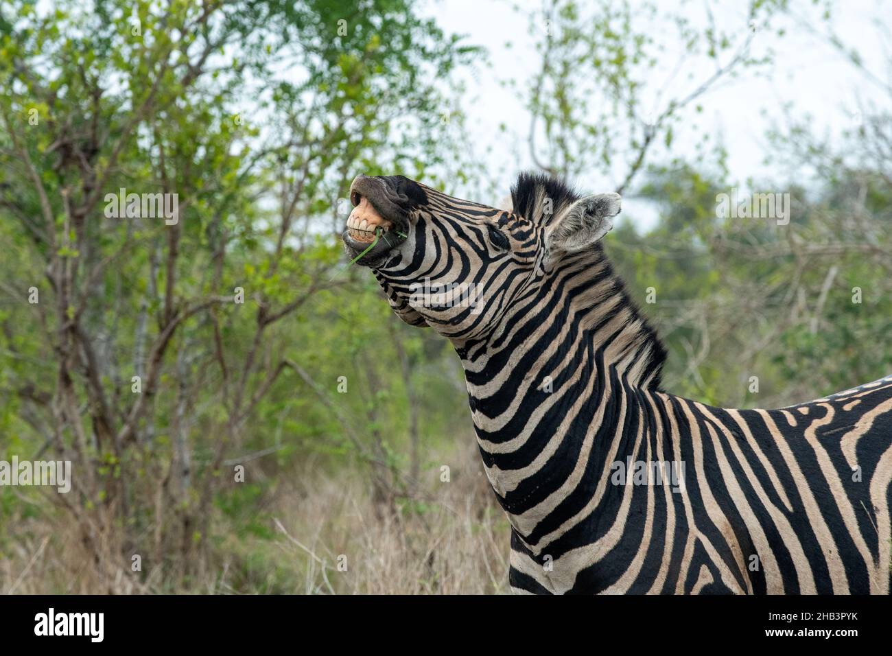Plains Zebra appears to be smiling while demonstrating mating behavior