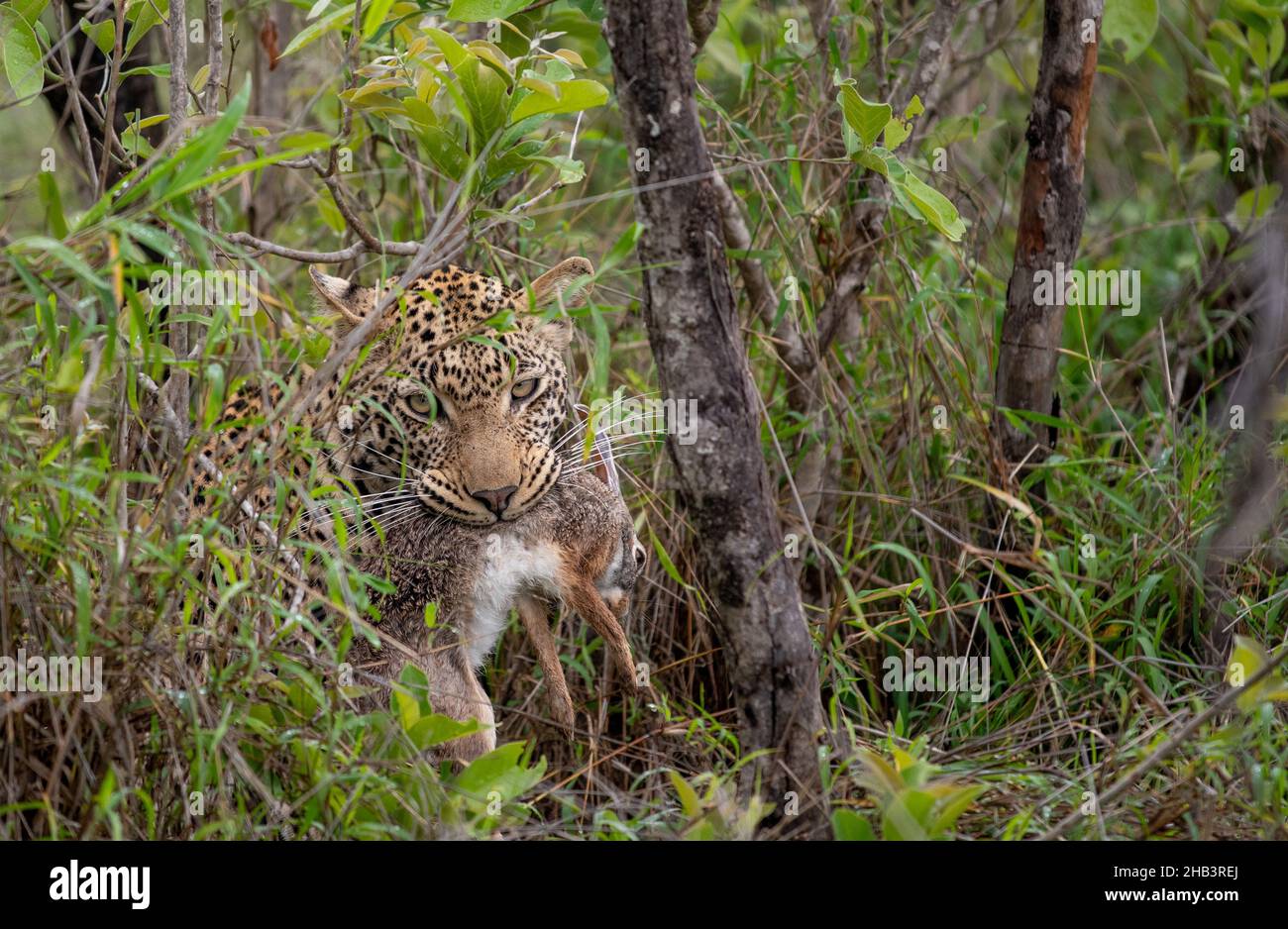 African leopard with a scrub hare in its mouth in Sabi Sands Game Reserve, South Africa Stock Photo