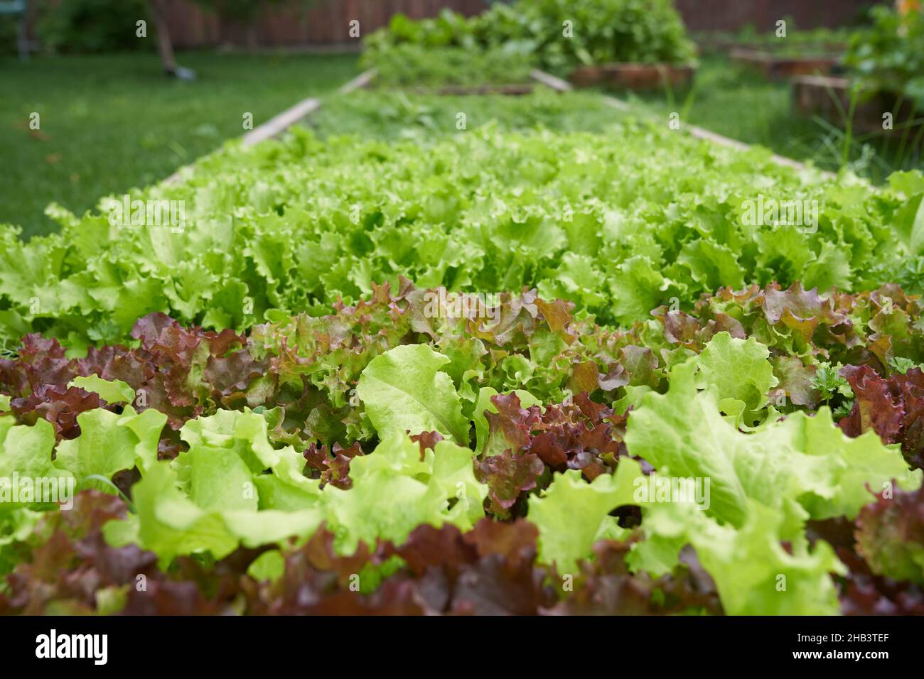 Side view. Growing green leaf lettuce in a garden bed. Green lettuce