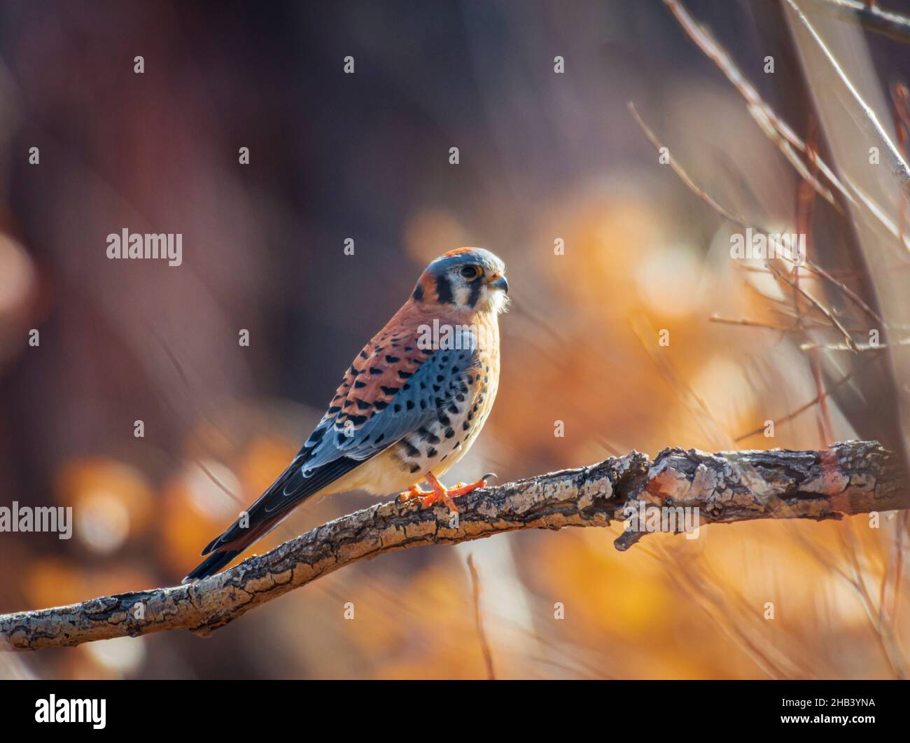 Colorful Male American Kestrel (Falco sparverius) perched in Plains Cottonwood tree, Castle Rock Colorado USA. Photo was taken in December. Stock Photo