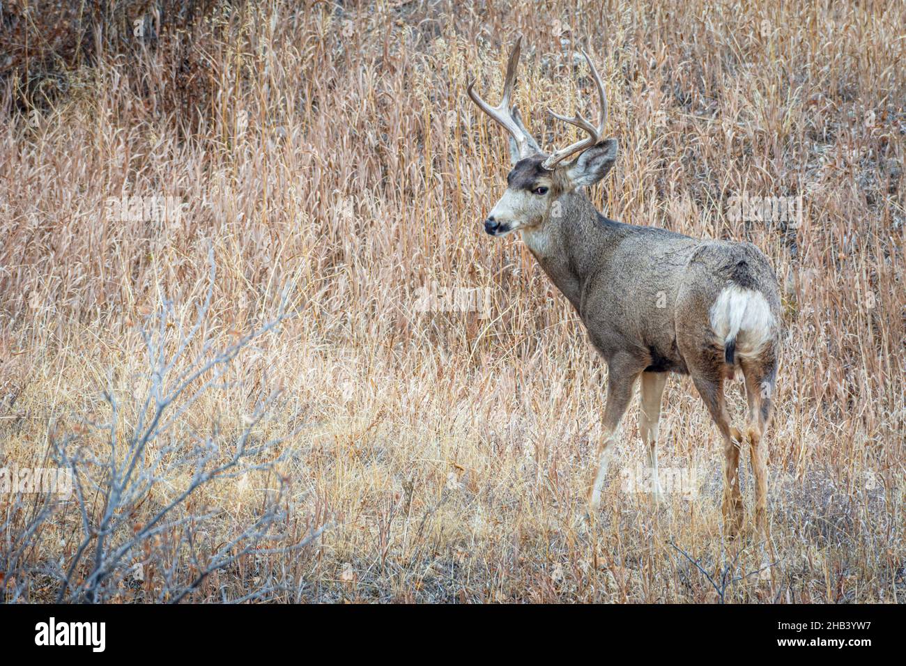 Mule deer buck (Odocoileus hemionus) listening for potential threat, Castle Rock Colorado USA. Photo Taken in December. Stock Photo