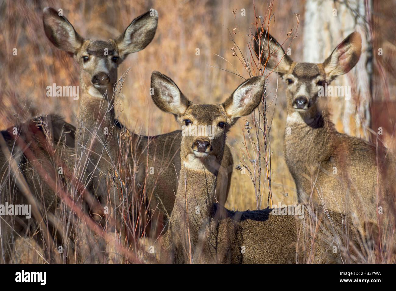 Three female Rocky Mountain Mule Deer does- (Odocoileus hemiorus) in willows alert to photographer, Castle Rock Colorado USA. Photo taken in December. Stock Photo