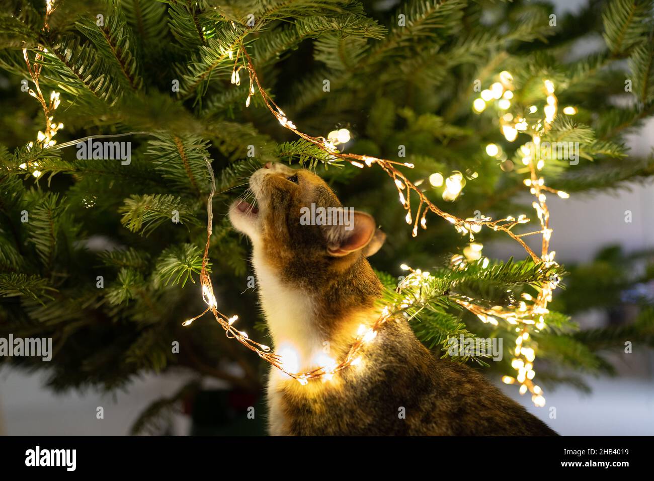 Funny tabby cat under the Christmas tree playing with led garland and