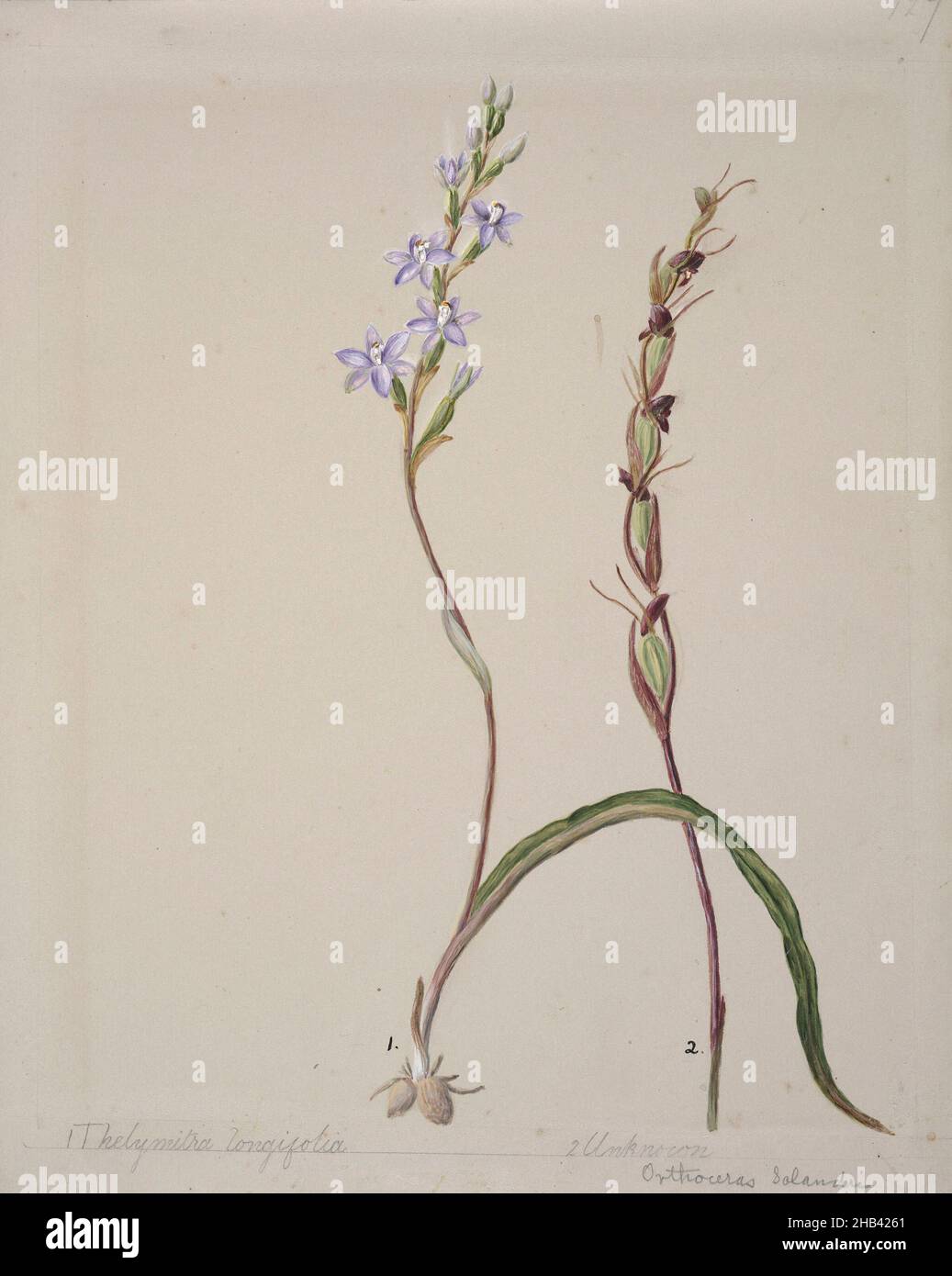 [Thelymitra longifolia], Sarah Featon, circa 1885, New Zealand, In 1889 Sarah Featon and her husband Edward Featon published The Art Album of New Zealand Flora, in which they sought to dispute the ‘mistaken notion that New Zealand is peculiarly destitute of native flowers’. While the title emphasises the artistic nature of their enterprise, in the preface they describe the choice they made between selecting a handful of the ‘best and most showy representatives of indigenous flowers’ and publishing them in a ‘haphazard manner, with just a soupcon of descriptive matter to serve as a garnish Stock Photo