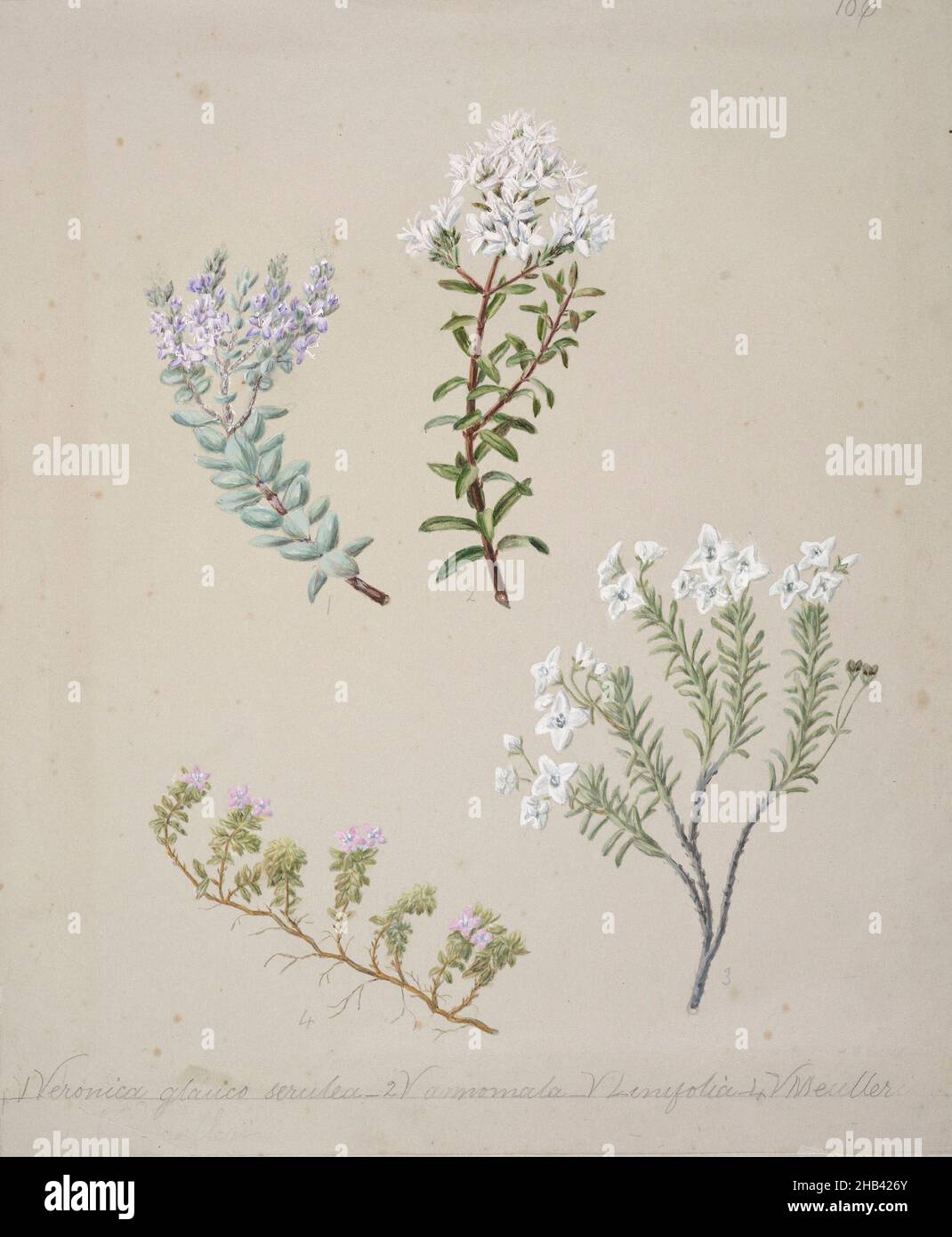 [Veronica (4 species)], Sarah Featon, circa 1885, New Zealand, In 1889 Sarah Featon and her husband Edward Featon published The Art Album of New Zealand Flora, in which they sought to dispute the ‘mistaken notion that New Zealand is peculiarly destitute of native flowers’. While the title emphasises the artistic nature of their enterprise, in the preface they describe the choice they made between selecting a handful of the ‘best and most showy representatives of indigenous flowers’ and publishing them in a ‘haphazard manner, with just a soupcon of descriptive matter to serve as a garnish Stock Photo