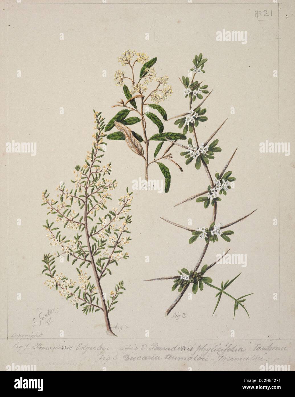 [Pomadrris edgerloyi, Pomaderris phylicifolia 'Tauhinu', Discaria toumatu 'Toumatou'], Sarah Featon, circa 1885, New Zealand, In 1889 Sarah Featon and her husband Edward Featon published The Art Album of New Zealand Flora, in which they sought to dispute the ‘mistaken notion that New Zealand is peculiarly destitute of native flowers’. While the title emphasises the artistic nature of their enterprise, in the preface they describe the choice they made between selecting a handful of the ‘best and most showy representatives of indigenous flowers’ and publishing them in a ‘haphazard manner Stock Photo
