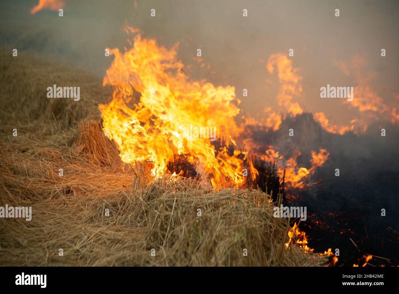 fire in the field where farmers burned to destroy grass and dry paddy fields causing