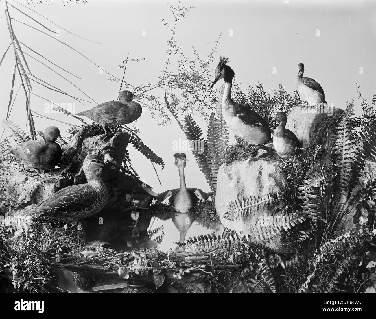 [Crested Grebe, Dabchick, Grey Duck, Black Teal, and flightless Duck], Burton Brothers studio, photography studio, Dunedin, black-and-white photography Stock Photo