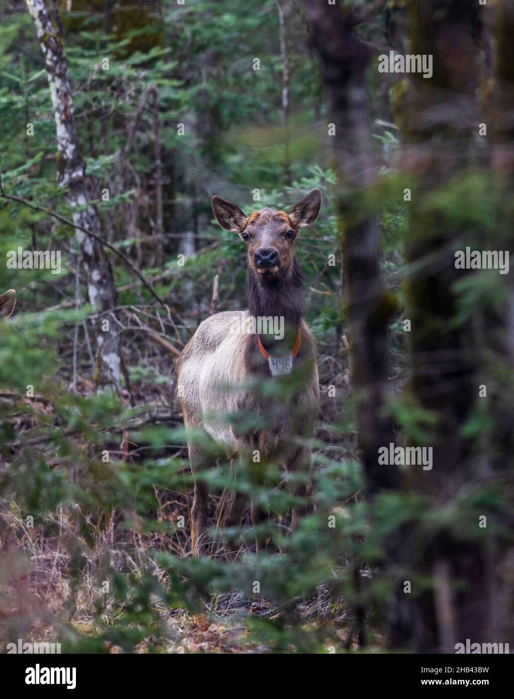 Clam Lake elk in northern Wisconsin Stock Photo Alamy
