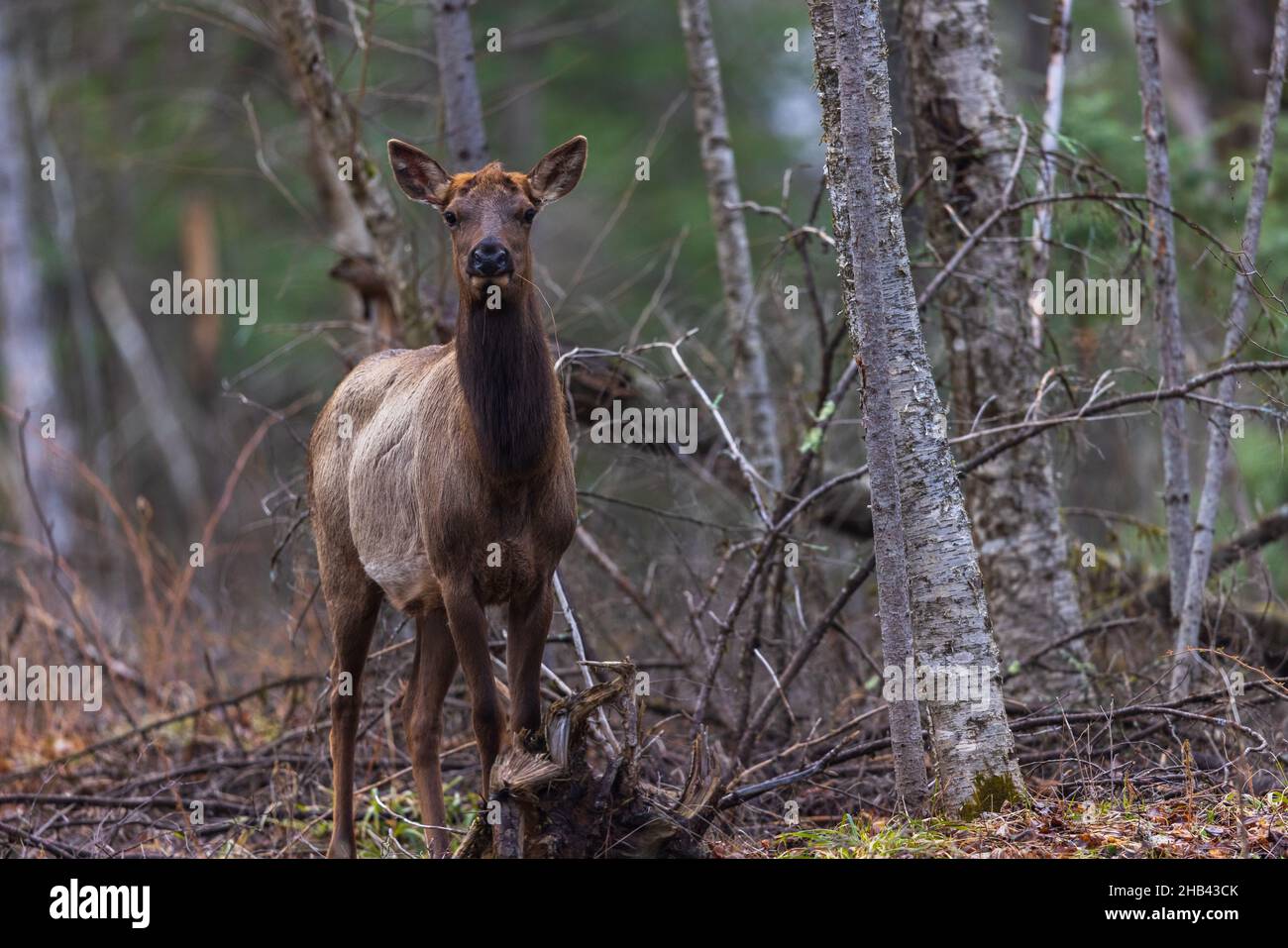 Cow elk in the Clam Lake area of northern Wisconsin Stock Photo Alamy
