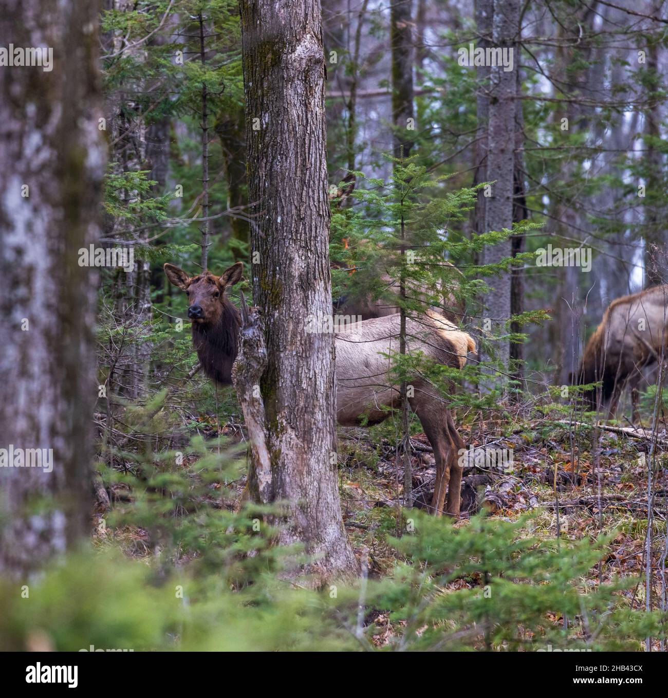 Clam Lake elk in northern Wisconsin Stock Photo Alamy