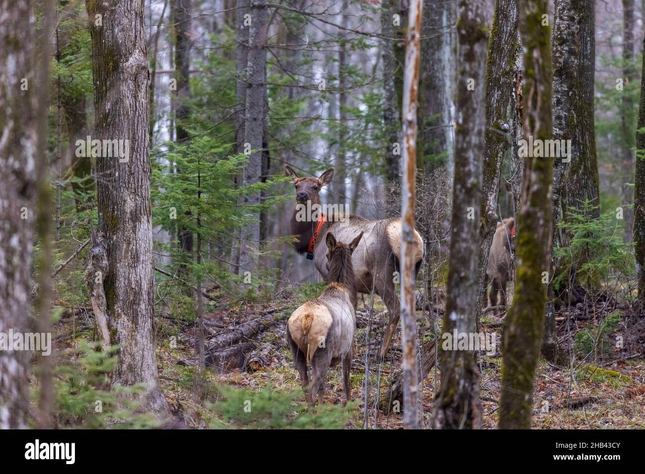 Clam Lake elk herd in northern Wisconsin Stock Photo Alamy