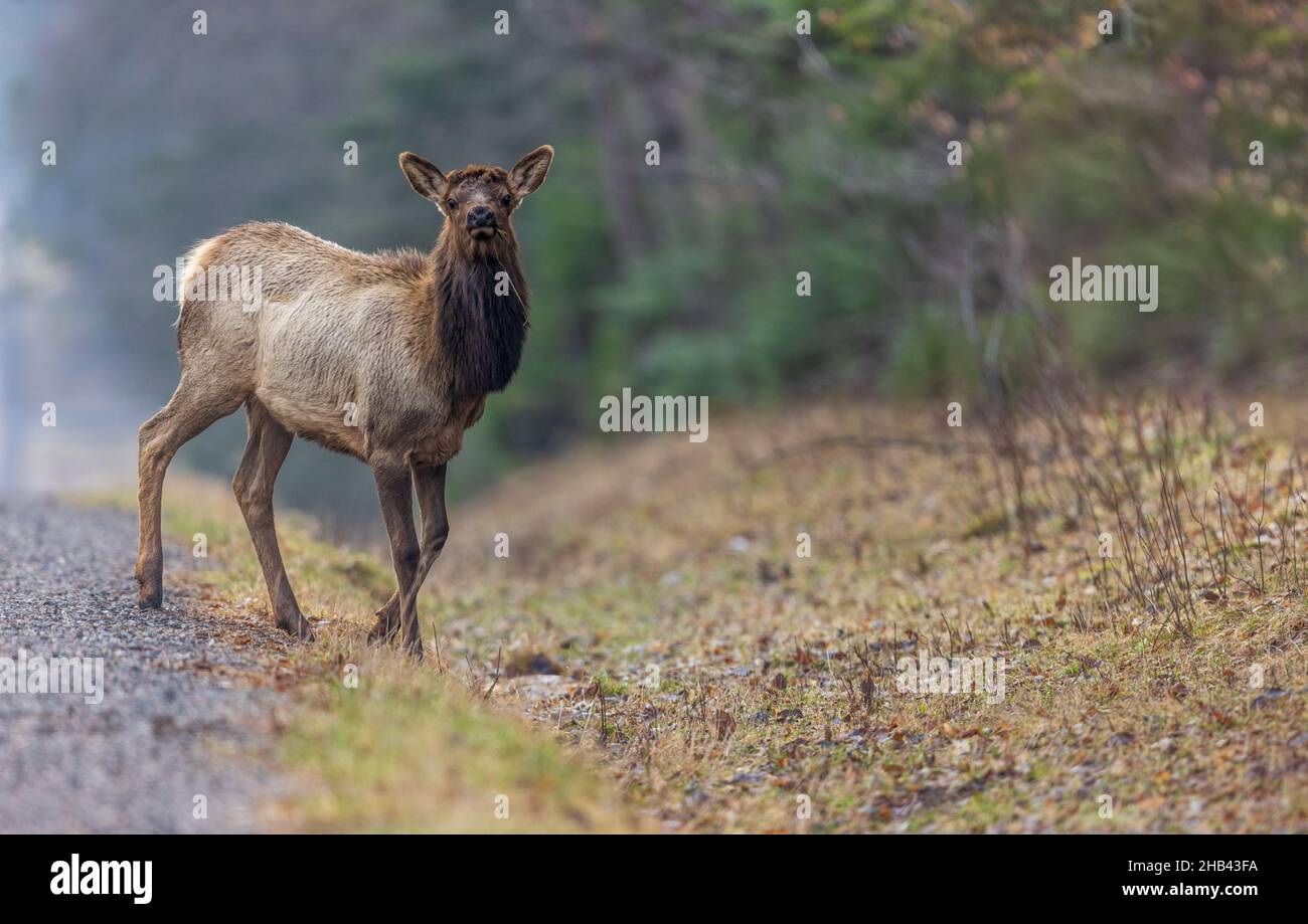 Young elk crossing the road in northern Wisconsin. Stock Photo