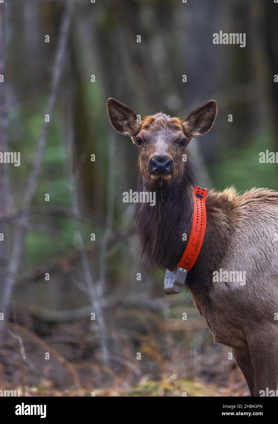 Female elk in northern Wisconsin. Stock Photo