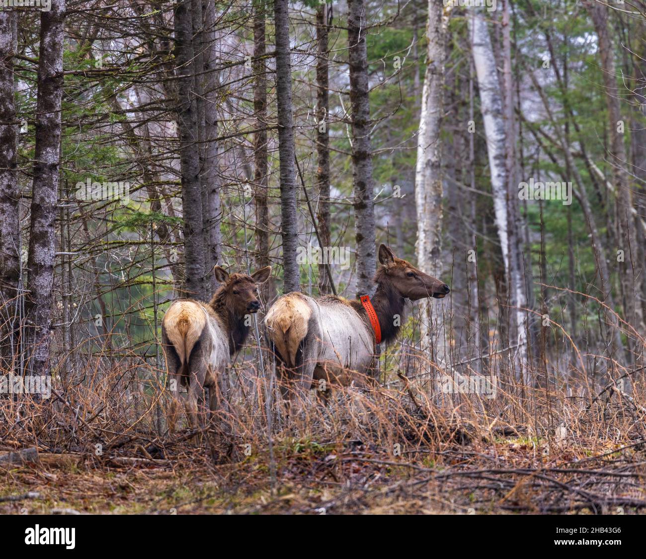 Clam Lake elk herd in northern Wisconsin Stock Photo Alamy
