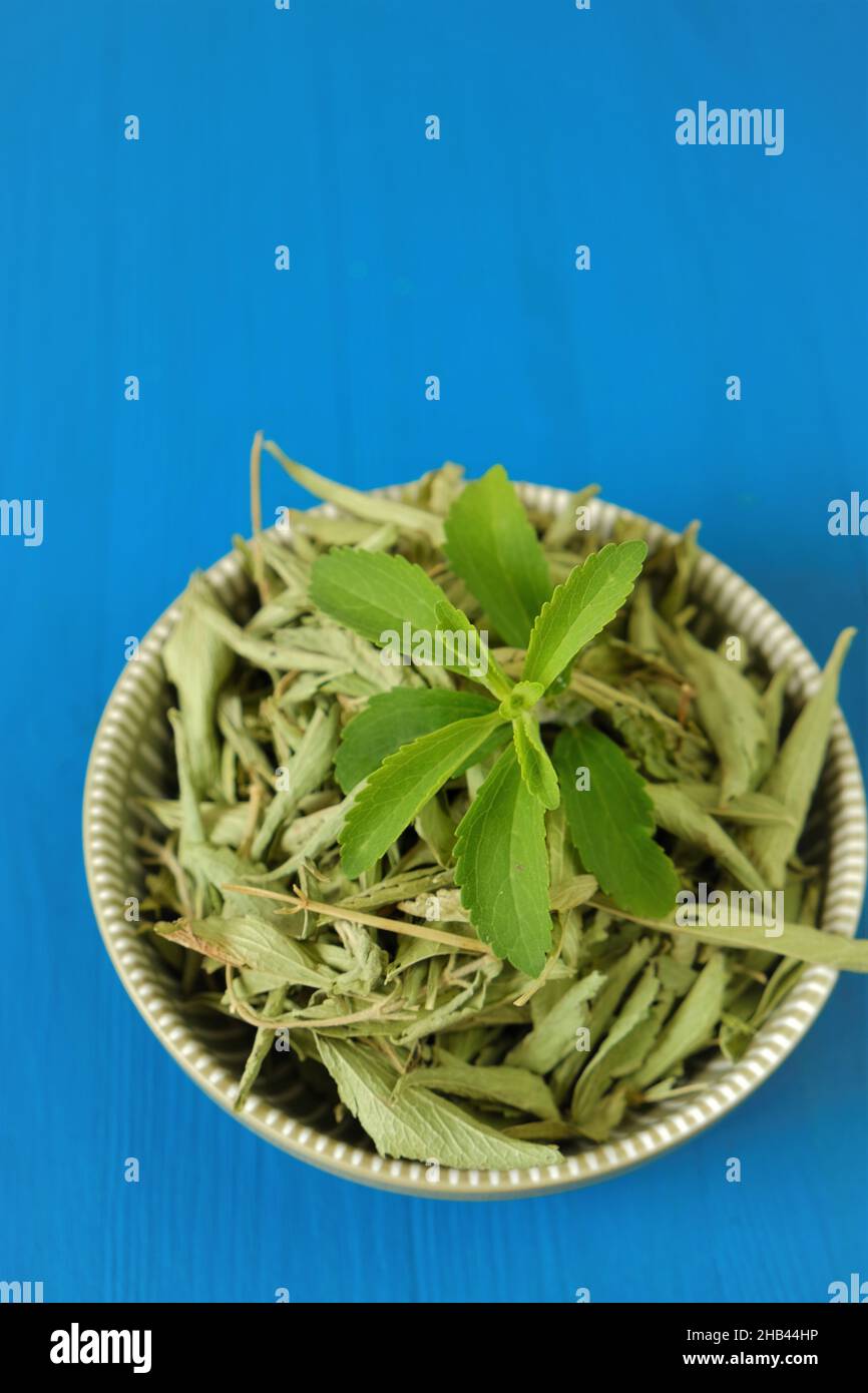 Stevia twig in a round cup on blue background.Organic natural sweetener.Stevia rebaudiana. Stevia plants.Stevia fresh green twig and Dried leaves, Stock Photo