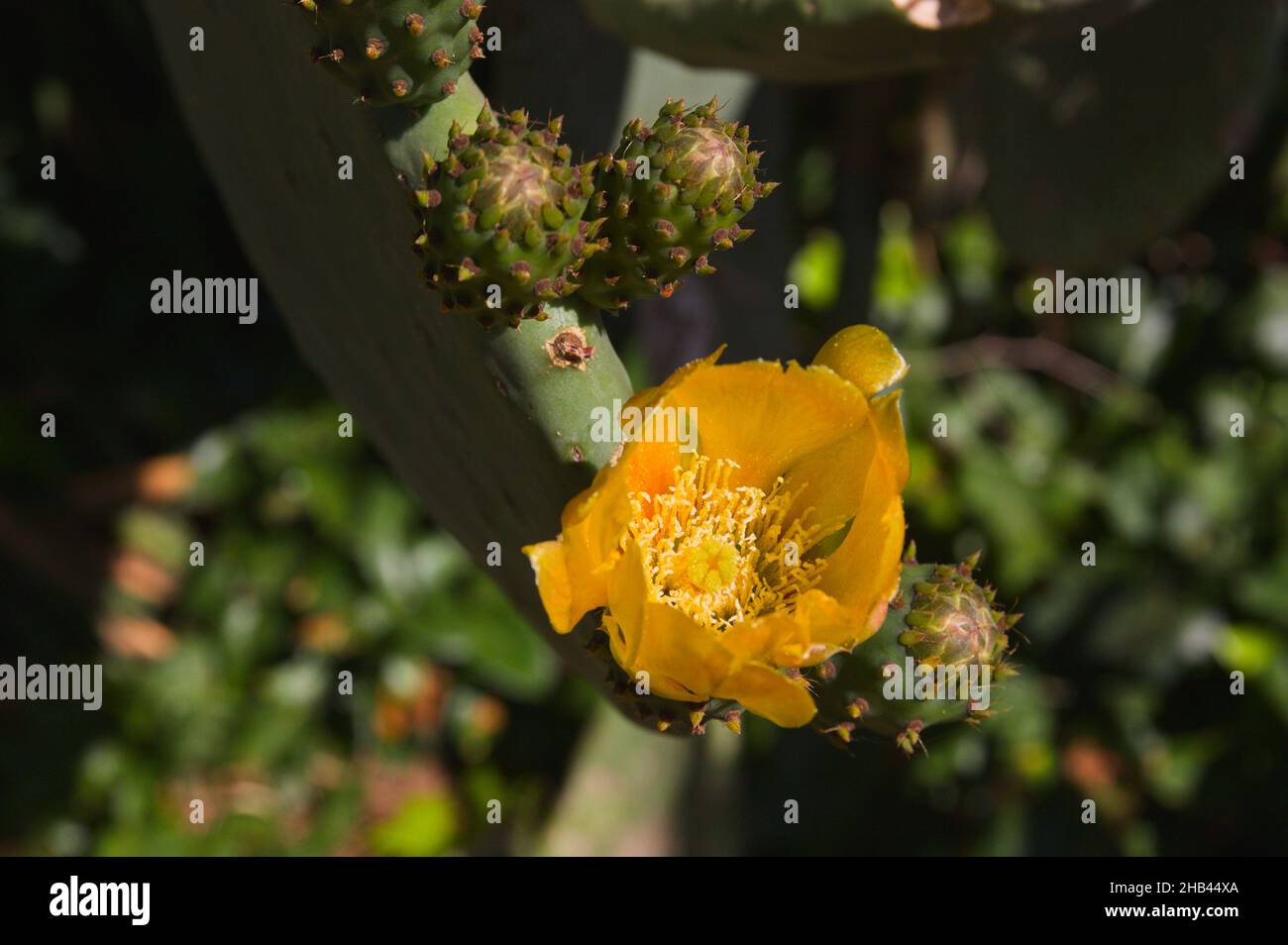 Close-up of the inside of the orange colored flower of a prickly pear (Opuntia ficus-indica) specimen Stock Photo