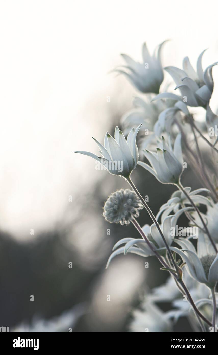 Soft moody Australian native flannel flowers, Actinotus helianthi