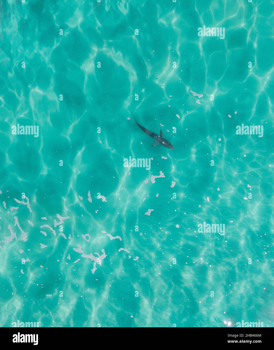 Aerial view of a shark swimming through stunning blue tropical water. Stock Photo