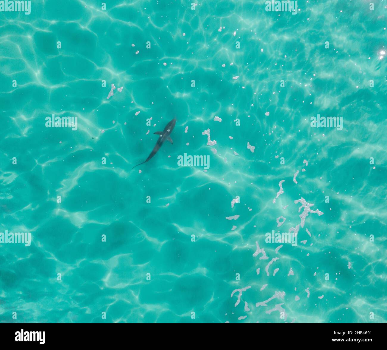 Aerial view of a shark swimming through stunning blue tropical water. Stock Photo