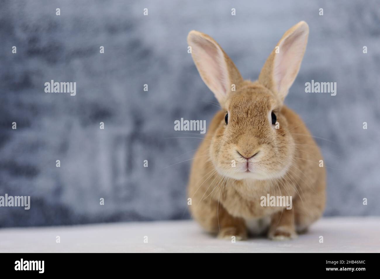 Rufus Rabbit poses next to white picture frame mockup with gray plush ...