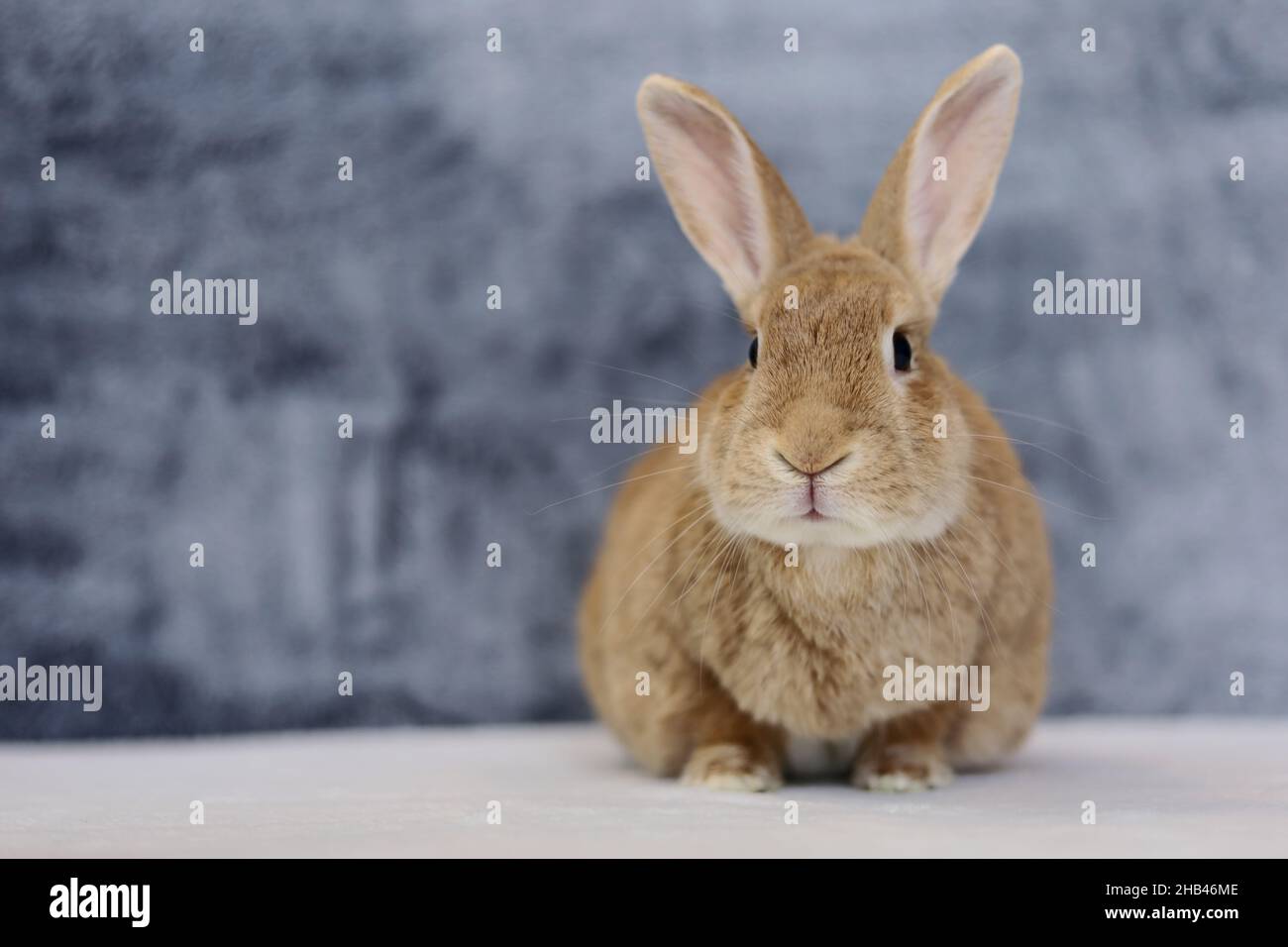 Rufus Rabbit poses next to white picture frame mockup with gray plush ...