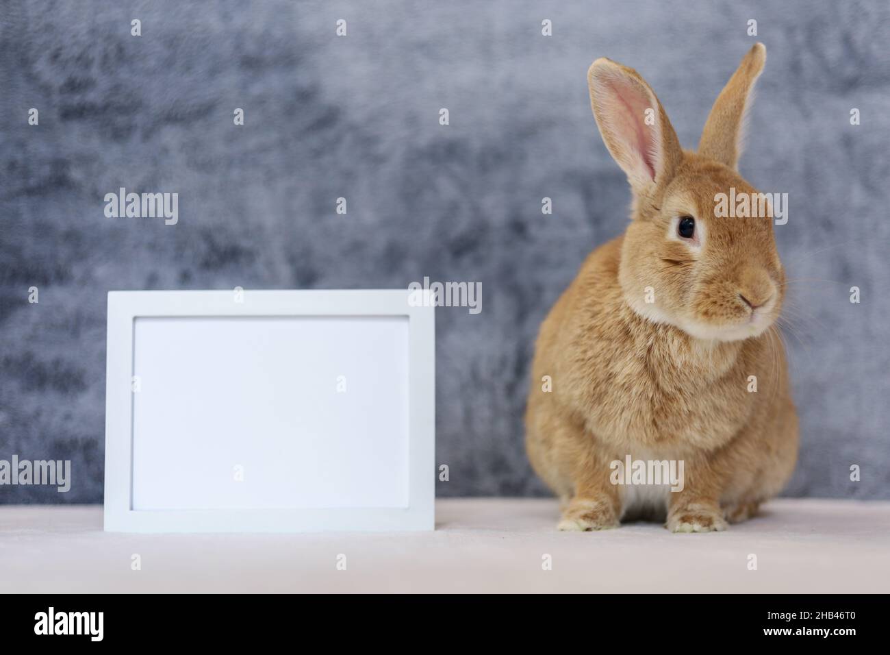 Rufus Rabbit poses next to white picture frame mockup with gray plush background copy space on left Stock Photo