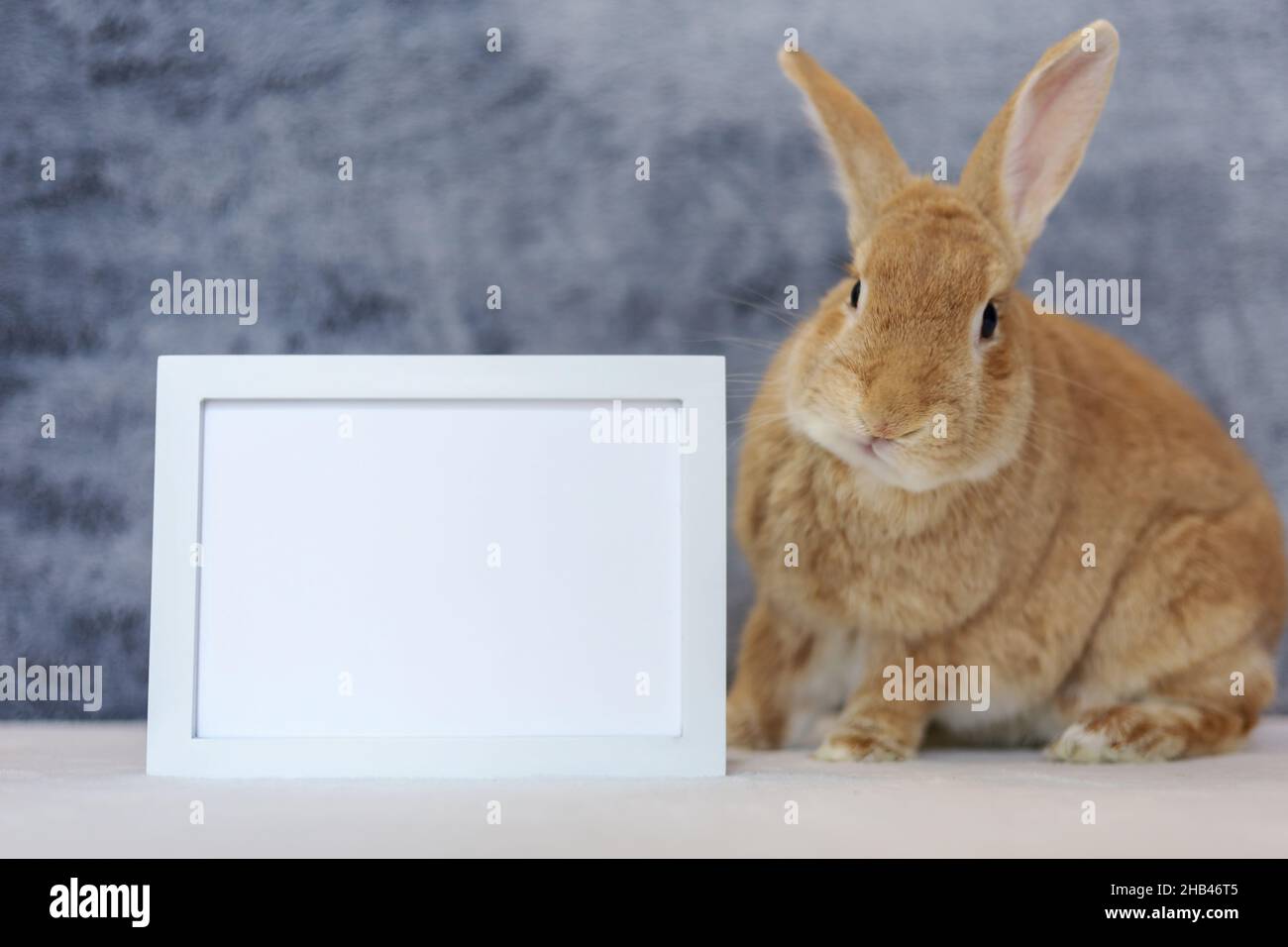 Rufus Rabbit poses next to white picture frame mockup with gray plush ...