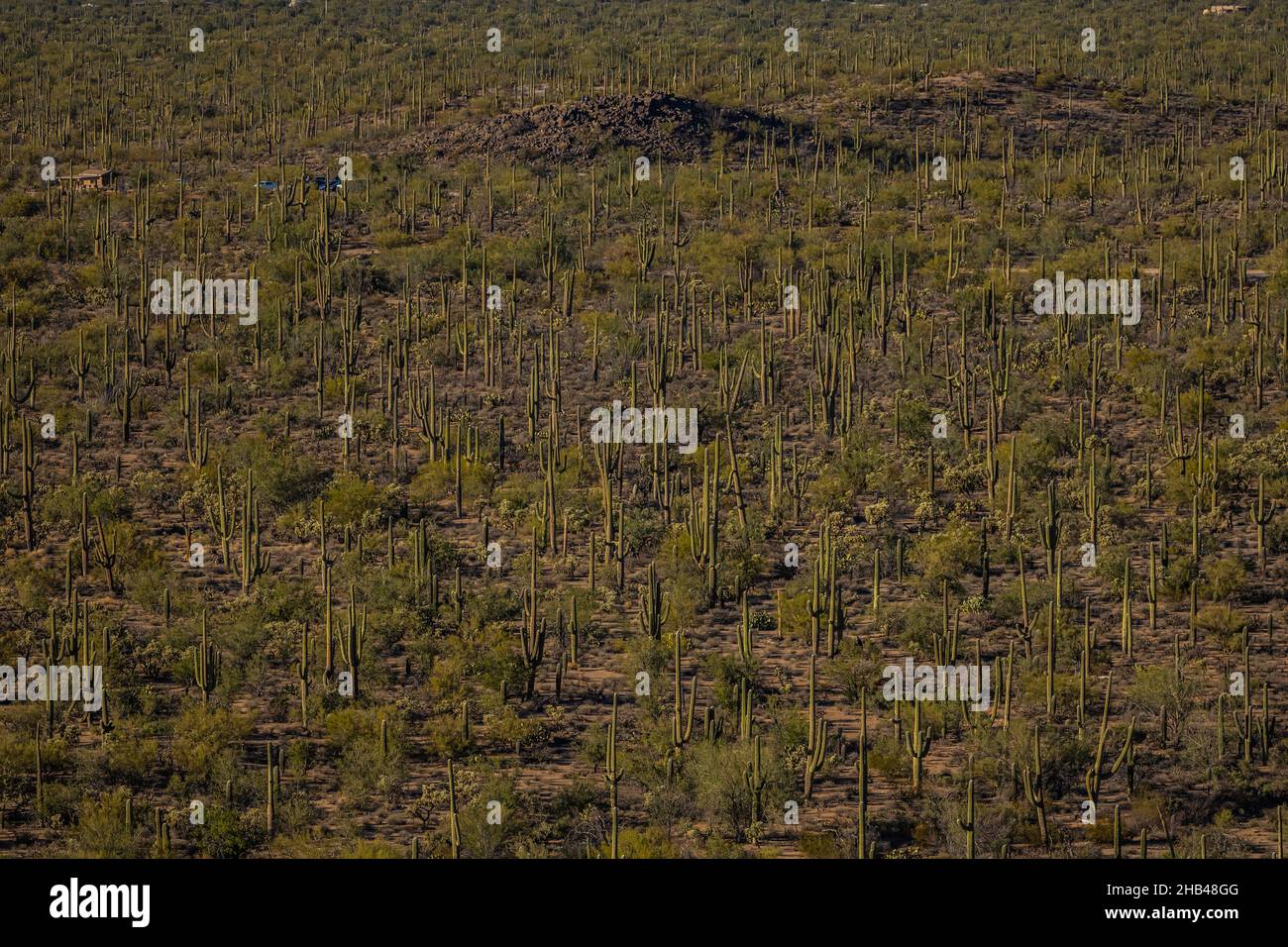 Looking Out Over A Forest of Saguaro Cactus in Sonoran desert Stock ...