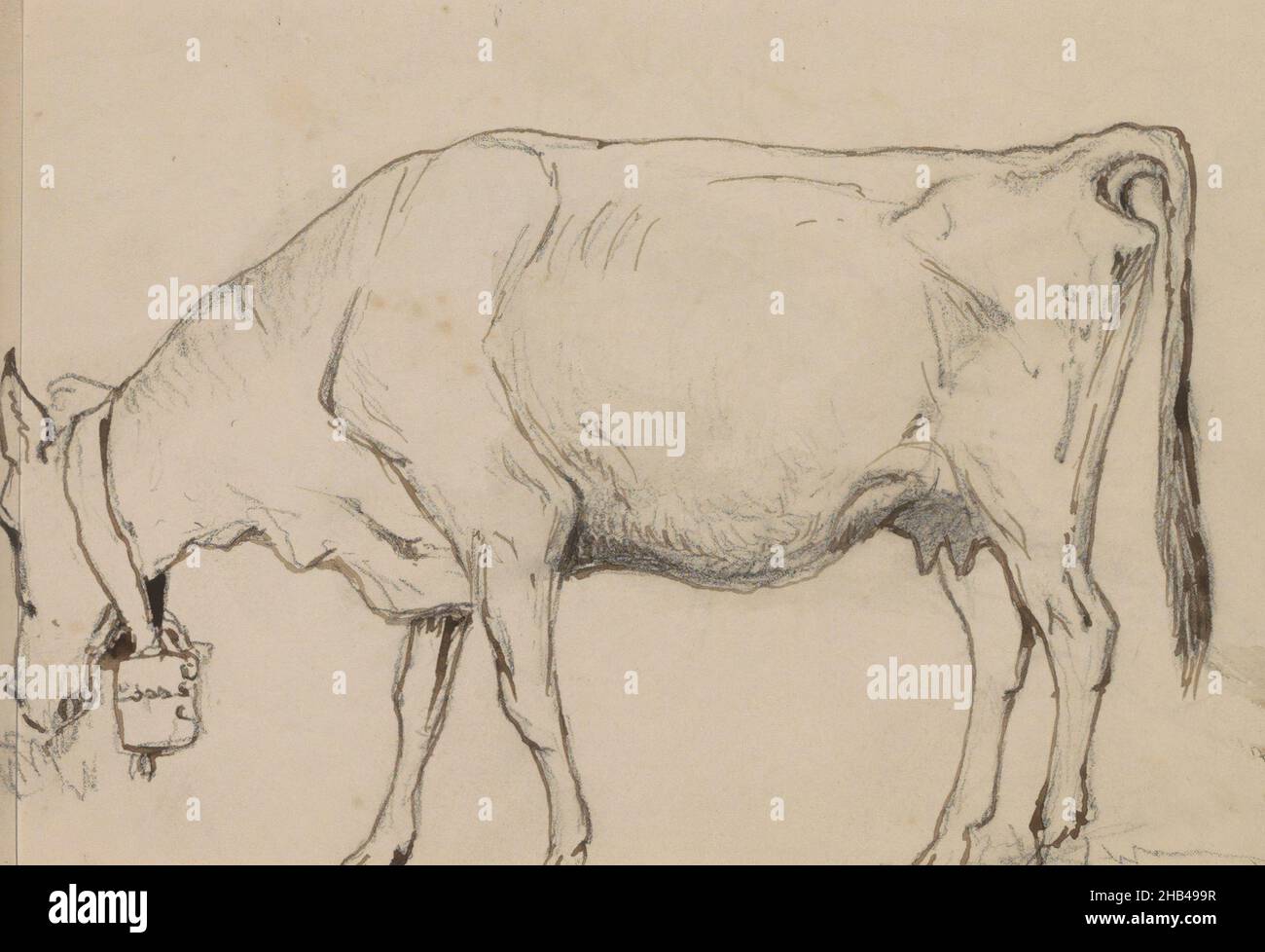 Sheet 4 recto from a sketchbook with 47 sheets, Cow with a bell around the neck, seen from the side., Johannes Tavenraat, 1858 Stock Photo