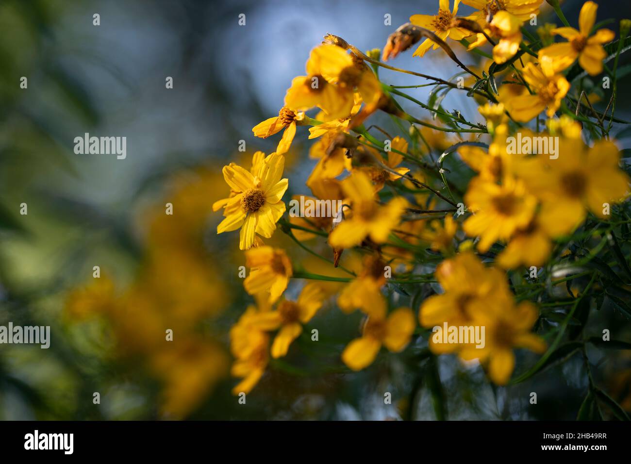 marigold flowers Stock Photo