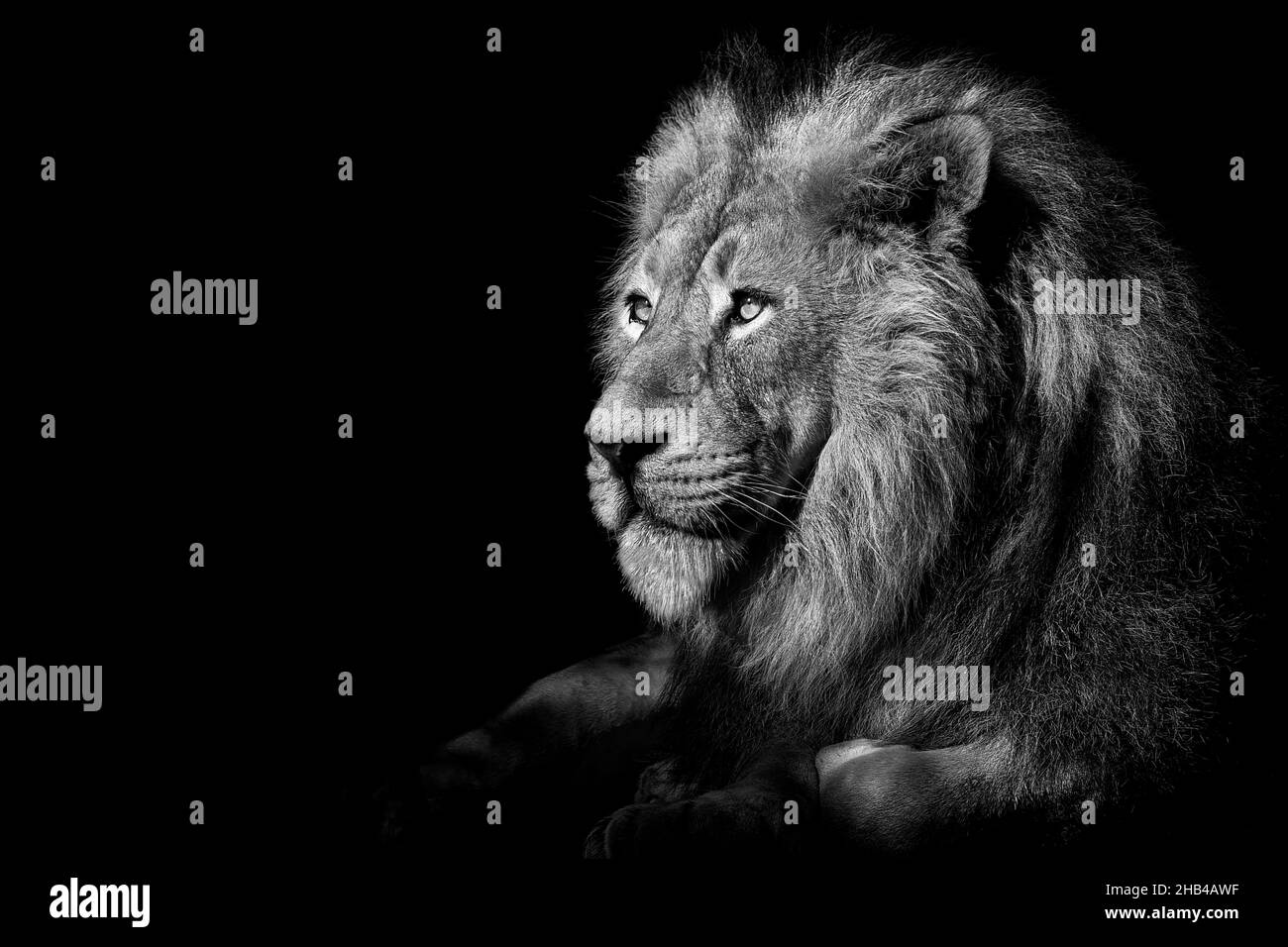 Lion isolated black & white background , wildlife hunter african Stock ...