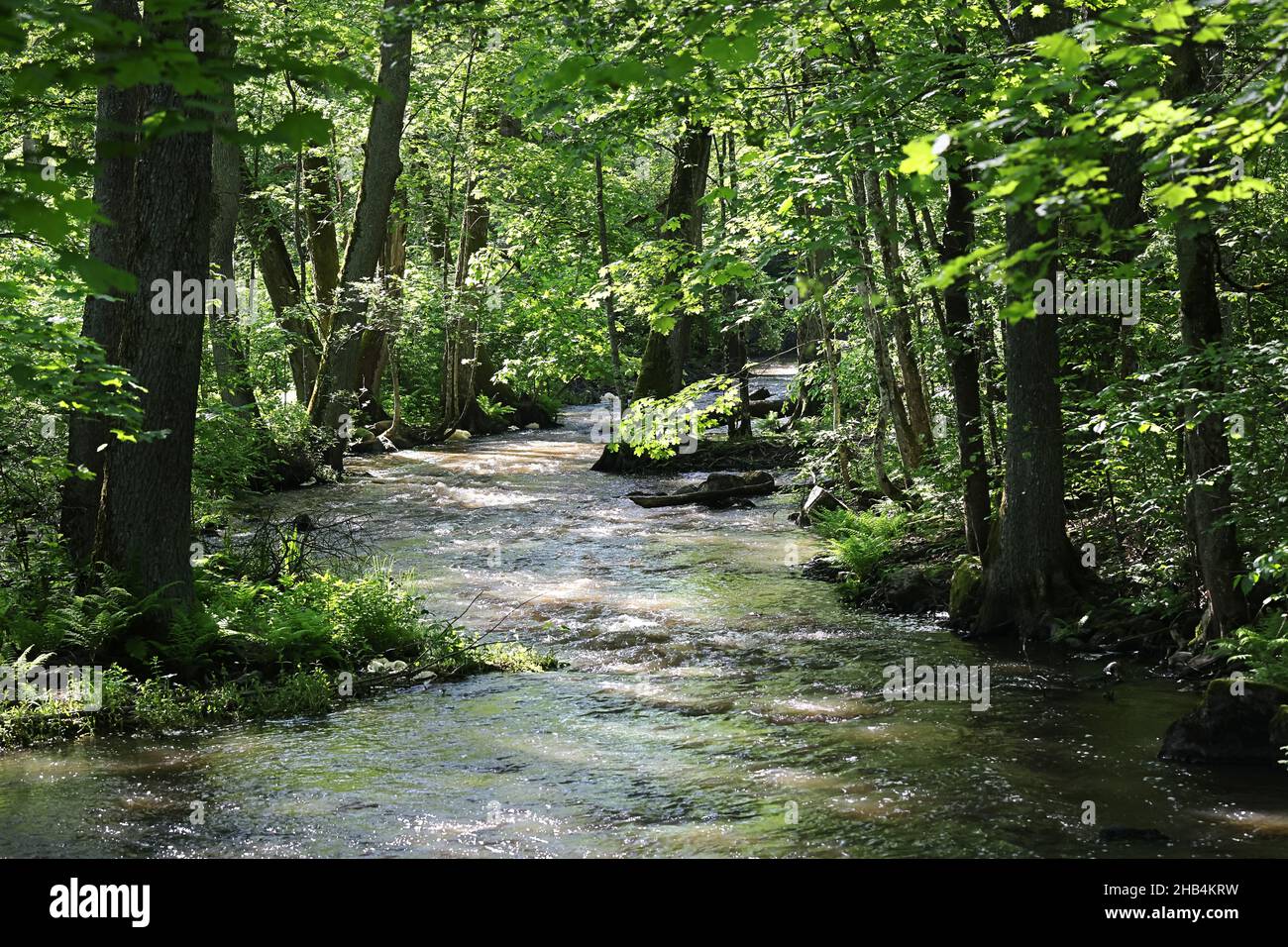 Forest stream, flowing water over rocks and green lush foliage Stock Photo
